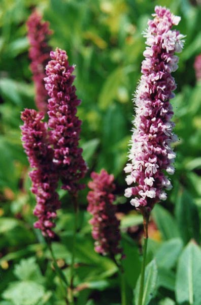 Bistorta affinis en fleurs dans une prairie d'altitude des contreforts himalayens